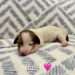 Hazel - Piebald female Dachshund puppy in Aiken, South Carolina from State Eight Dachshunds