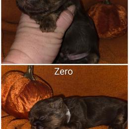 Zero - Chocolate and tan male Shih Tzu puppy in Fairview Park, Ohio from Sunshine Shih tzus