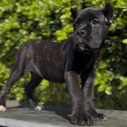 Female 1 - Black brindle female Cane Corso puppy in California from Donato Kennels