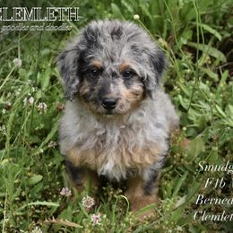 Smudge - Merle Bernedoodle puppy in Seattle, Washington from Clemleth Aussiedoodles