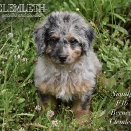 Smudge - Merle Bernedoodle puppy in Seattle, Washington from Clemleth Aussiedoodles