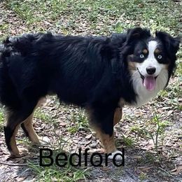 Bedford - Miniature Australian Shepherd