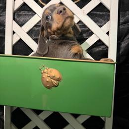 Blitzen AKC - Blue and tan female Dachshund puppy in Erie, Michigan from Champagne’s Grinch Toe’d Dachshunds