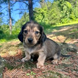 Birch - Cream male Dachshund puppy in Coeymans Hollow, New York from Dachshunds of the Hollow