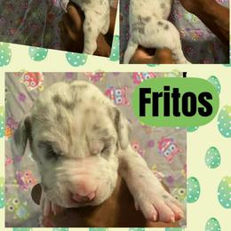 Fritos - Harlequin male Great Dane puppy in Wellsville, New York from Prophecy Danes