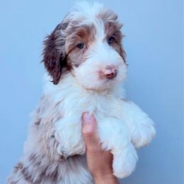 Silas - Red merle male Aussiedoodle puppy in Orland, California from Shockley’s Elite Doodles