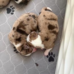 Red Merle male - Red merle male Toy Australian Shepherd puppy in Riverton, Utah from Iron Spirit Homestead & Aussies