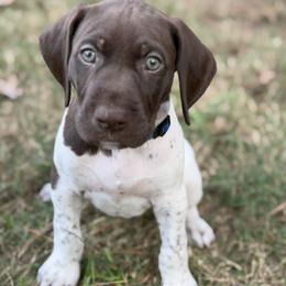 Strait - Blue Collar - Liver and white male German Shorthaired Pointer puppy in Conroe, Texas from Tipsy Rabbit GSP TopDog Kennel