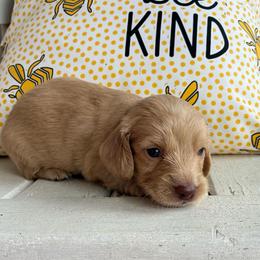 Mallow - Cream male Dachshund puppy in Dobson, North Carolina from Oakleys Dachshund Haven