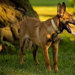 Belgian Malinois Puppies from Misfits of Mayhem