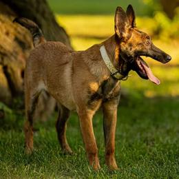 Belgian Malinois Puppies from Misfits of Mayhem