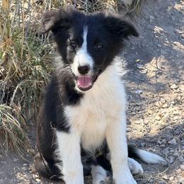Bessie - Black and white female Border Collie puppy in Shell Knob, Missouri from Stoneridge Kennel