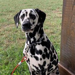 Dalmatians from Zydeco Dalmatians