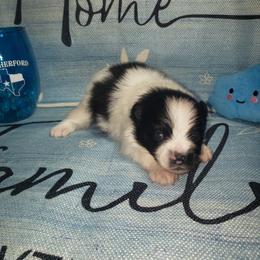 Zephyr - Black parti male Pomeranian puppy in Weatherford, Texas from Jeweled Poms