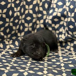 Green Collar - Bi-color male German Shepherd puppy in Riverside, California from Von Der Sagobi
