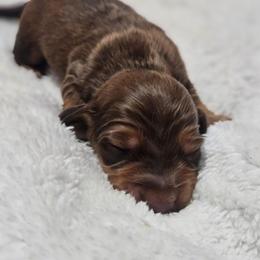 Mario - Red male Dachshund puppy in Anaconda, Montana from Montana Country Dachshunds