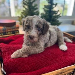 Edmund - White and red merle male Bordoodle puppy in Valley Center, California from Circle R Valley Bordoodls