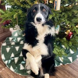 Border Collies and Golden Retrievers from R3 Sport Dogs (Rafter 3 Ranch)