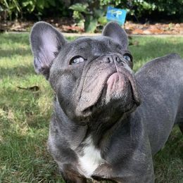 French Bulldogs from Jax Kennels