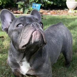 French Bulldogs from Jax Kennels