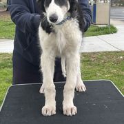 Borzoi and Greyhound Puppies from Kay Henderson