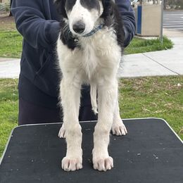Borzoi and Greyhound Puppies from Kay Henderson