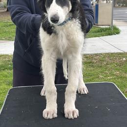 Borzoi and Greyhound Puppies from Kay Henderson