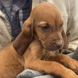 Teal girl - Red female Bloodhound puppy in Conway, Missouri from Ozark Mountain Kennel