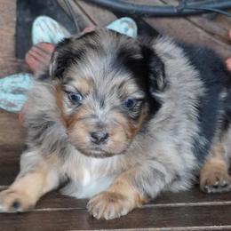 Girl 2 - Blue merle female Aussiedoodle puppy in Lawton, Oklahoma from Lindsey’s Aussies