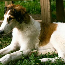 Borzois from Emerald City Borzoi