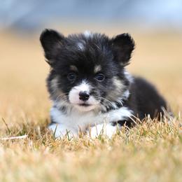 Bon Jovi - Black and tan female Pembroke Welsh Corgi puppy in Mona, Utah from Sorensen Corgis