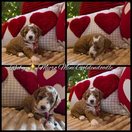 Ruby - Red  female Goldendoodle puppy in Bristol, Tennessee from 4goldendoodles