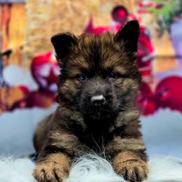 Remus - Brown Collar (Reserved for Deborah S.) - Sable male German Shepherd puppy in Hawthorne, Florida from Lace's High Flying German Shepherds And Golden Retrievers