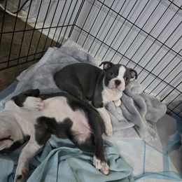 Boston Terrier Puppies from Aronow pups