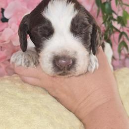 Boy 9 Fig - Red and white male English Springer Spaniel puppy in Saginaw, Michigan from Kemerer Springers