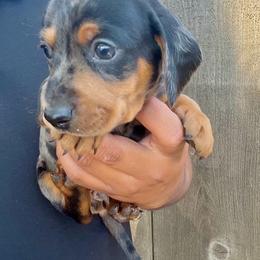 Mia - Dapple female Dachshund puppy in Modesto, California from Raws Doxies
