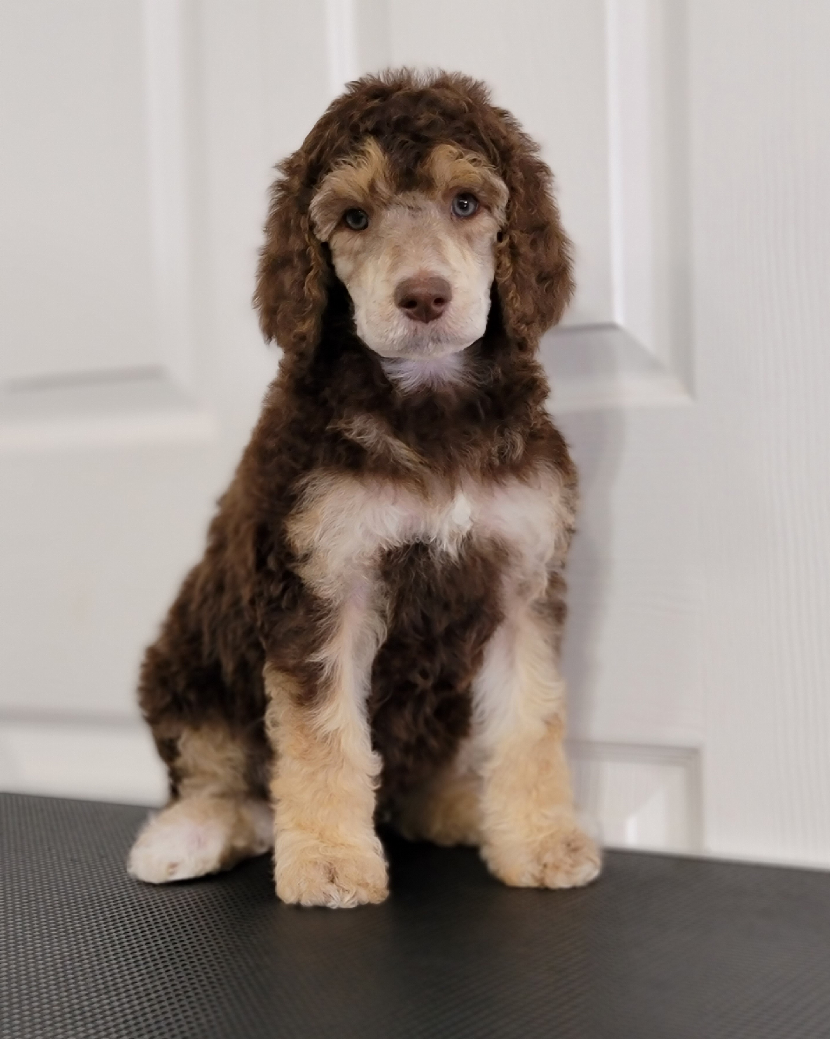 Cascade - Phantom Poodle puppy in Philippi, West Virginia from Valley Phantom Standard Poodles