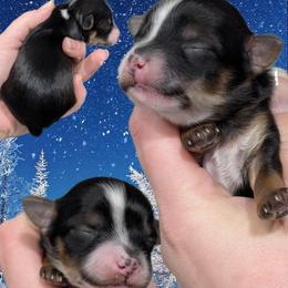 Midnight - Black and tan male Yorkipoo puppy in Coshocton, Ohio from Forever Family Puppies