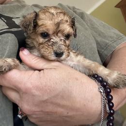 Lola - Sable female Goldendoodle puppy in Waynesboro, Virginia from Forest Creek Kennel
