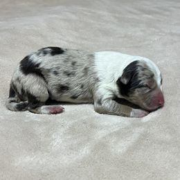 Girl 4 - Border Collie puppy from Rocking H Border Collies