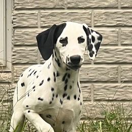 Speckles - White and black female Dalmatian puppy in Sedalia, Missouri from Missouri Dalmatians