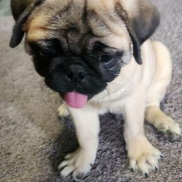Pugs from Pug Nation Puppies