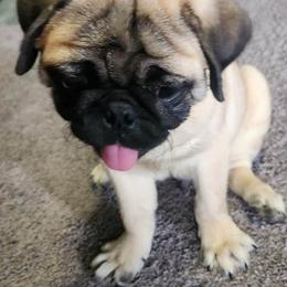 Pugs from Pug Nation Puppies