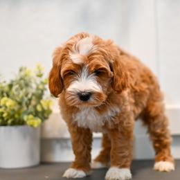 Aussiedoodle, Bernedoodle, Goldendoodle, and Irish Doodle Puppies from Sun Valley Goldendoodles