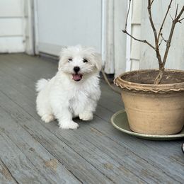 Maltese Puppies from TCBs Glowing Maltese