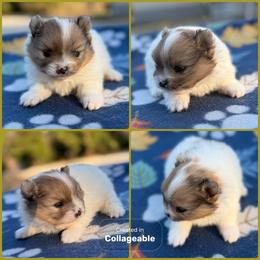 Red Merle Parti - Red male Pomeranian puppy in Harrah, Oklahoma from Sunshines Pomeranians & Cavapoos