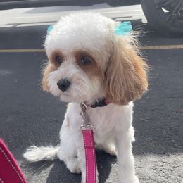 Roxy - Cavapoo