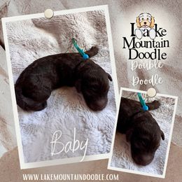 Baby - Chocolate male Double Doodle puppy in Eagle Mountain, Utah from Lake Mountain Doodle