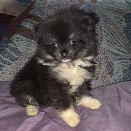 Hunnibunnies Wednesday Addams - Black and tan parti female Pomeranian puppy in Cleveland, Ohio from Hunnibunnies
