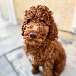 Buzz Lightyear - Red  male Goldendoodle puppy in Moreno Valley, California from Rainbow SoCal Doodles